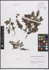 Foto von Salix breviserrata Flod.